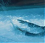 259.jpg